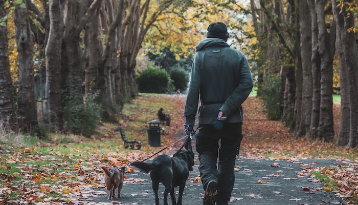 Sanitizing Your Dog Areas